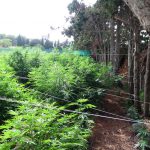 Desmantelan una plantación de marihuana en Ciutadella