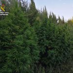 La Guardia Civil detiene a un hombre que tenía una plantación de marihuana camuflada en Artà