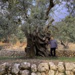 El mejor olivo monumental de España se encuentra en Fornalutx