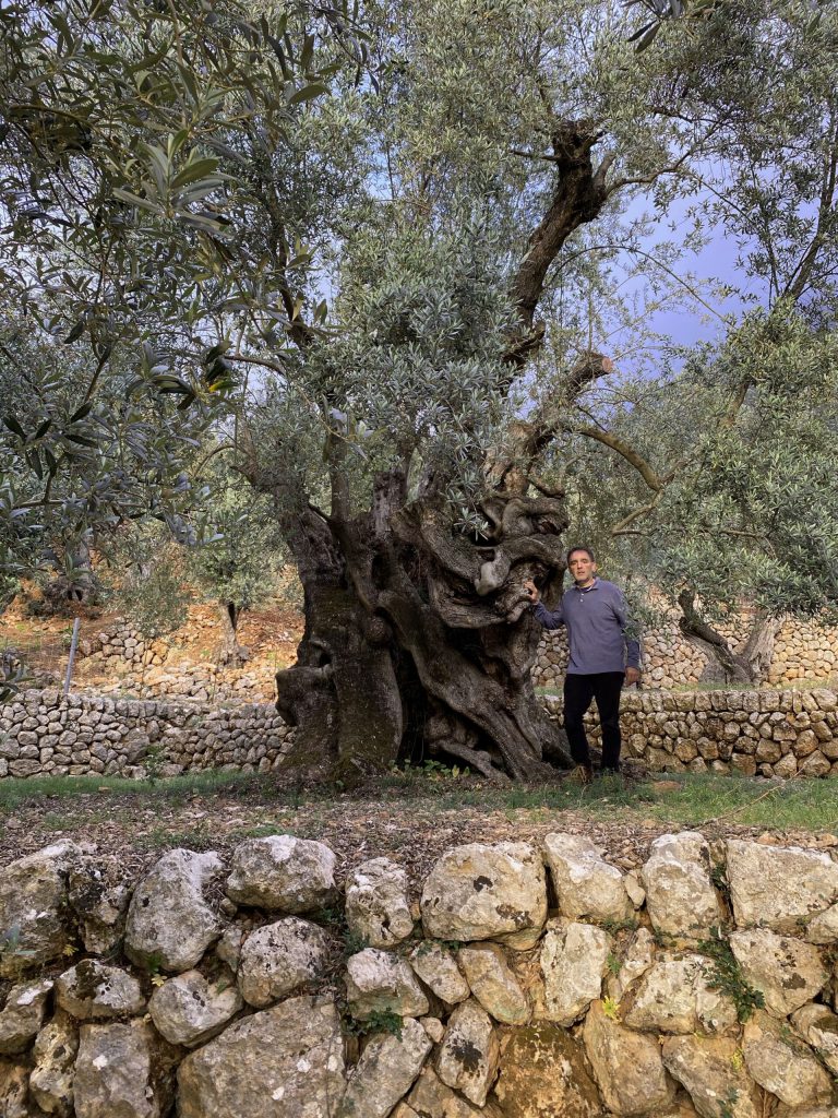 olivo monumental