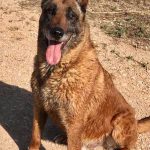 La Policía Local y el Ajuntament de Palma despiden al perro adiestrado en drogas Max