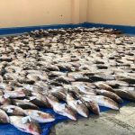 El GOB denuncia la pesca de 8,3 toneladas de seriola en aguas protegidas del Canal de Menorca