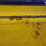 Detenidos dos jóvenes por matar a un gato en plena calle en Manacor