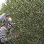Arrancan los trabajos de poda manual en el olivar de la Finca de Son Mesquidassa