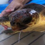 El GOB Menorca avisa de que la incorrecta manipulación puede significar la muerte de una especie