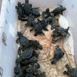 Nacen unas sesenta tortugas marinas en Menorca