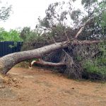 El temporal de viento causa 68 incidencias en Balears