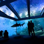 Palma Aquarium reabrirá sus puertas el próximo 3 de junio