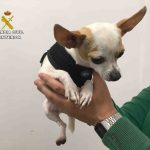 La Guardia Civil recupera en Palma un chihuahua sustraído en Barcelona