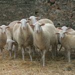 Cooperatives Agro-alimentàries agradece la respuesta del Govern al problema de la lana pero pide una solución a largo plazo