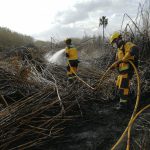 Extinguido incendio forestal en el Torrent de Sant Miquel que ha afectado a 0,4 hectáreas de cañizo