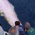 Encuentran una cría de cachalote muerto con una red enganchada a la cola en la Bahía de Palma