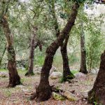 Gestión Forestal publica la primera Guía de los Bosques de Balears