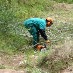 Endesa invierte en las Pitiüses 124.000 euros en trabajos de tala en zonas boscosas cercanas a líneas de distribución