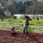 Endesa colabora con Cáritas Menorca en el fomento de la ocupación en fruticultura ecológica y recuperación de variedades