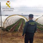 La Guardia Civil investiga a dos sospechosos por el robo de 200 kilos de fresas en Sa Pobla