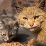 Felanitx tendrá una ordenanza municipal que regulará las colonias felinas y la tenencia de animales