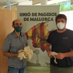 La Associació d'Artesans y Unió de Pagesos unen esfuerzos para encontrar una salida a la lana mallorquina