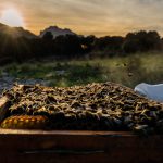 La Fundació Vida Silvestre de la Mediterrània anuncia el rodaje del documental 'Más allá de la miel'