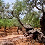 Tres aceites de la D.O. Oli de Mallorca elegidos como Mejores Aceites de las Illes Balears 2021