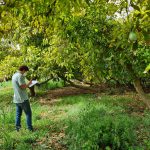 Cooperatives Agro-alimentàries pide incluir el aguacate cultivado en Mallorca dentro del ámbito de aplicación del seguro agrario