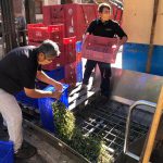 La Cooperativa Agrícola Sant Bartomeu de Sóller ha producido 100.479 litros de aceite en esta campaña