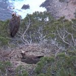 Piden a los excursionistas de la Serra que eviten transitar por las zonas donde nidifican los voltors