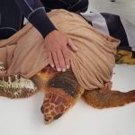 Todo avistamiento de tortuga marina con dificultades debe ser comunicado al 112