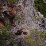 Las poblaciones de buitre negro y leonado siguen una tendencia positiva en Balears