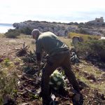 Los trabajos de eliminación de especies invasoras logran retirar 8 toneladas de plantas en Formentera