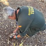 La Guardia Civil se hace cargo de un proyectil antiguo encontrado en la playa de Son Bou