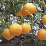 La cooperativa Sant Bartomeu de Sóller comercializará sus naranjas y limones en Agromart en toda Mallorca