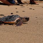 Liberan en Menorca 47 tortugas marinas nacidas en una playa de Balears