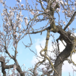 La Aemet pronostica una primavera con temperaturas más altas de lo normal en Baleares