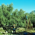 La maduración temprana y la mosca del olivo obligan a finalizar la cosecha de aceituna de mesa verde D.O.P Oliva de Mallorca