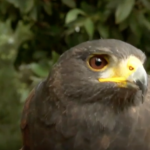 La Fundación Natura Parc conmemora el Día del Águila