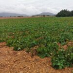 Los agricultores podrían perder hasta un 40% de la cosecha de patata por las lluvias y el viento de la borrasca Blas