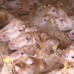 Los ganaderos denuncian varios ataques de perros a sus ovejas