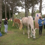 S'Hort Vell traslada por primera vez a sus caballos a la UIB para un postgrado con animales