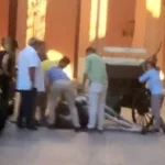 Otro caballo desplomado en plena calle en Palma