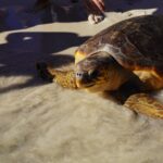 La mayoría de tortugas marinas atendidas en Baleares son debido a enmallamientos por plásticos