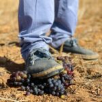 Ocho bodegas participarán en el Raïm Wine Fest, el festival itinerante de Vi de la Terra Mallorca