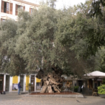 El Ayuntamiento de Palma protege la olivera de Cort