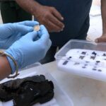 El Govern muestra objetos restaurados asociados a milicianos exhumados en Son Coletes