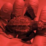 Nacen las primeras tortugas marinas del nido de la playa de Can Pere Antoni