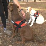 El seguro obligatorio para perros y el curso para dueños se retrasa por falta de reglamento
