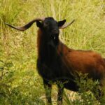 Consell y Govern colaborarán para cuantificar la población de cabras de Mallorca