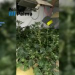 Detenidas cuatro personas que ocultaban 56 plantas de marihuana en un sótano de Palma