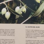 Selva acoge unas jornadas europeas sobre cómo afecta el cambio climático al cultivo del olivo
