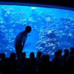 En el Día Mundial de la Educación Ambiental, Palma Aquarium celebra su compromiso educativo y medioambiental compartiendo su balance de 2023